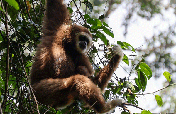 1-DAY-JUNGLE-TREK