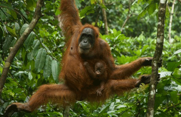 2-DAY-JUNGLE-TREK