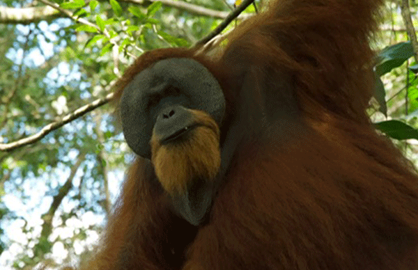 3-DAY-JUNGLE-TREK
