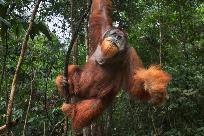 Plan Your Journey To Sumatra With Confidence