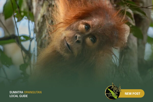 Sumatra-Orangutan-Local-Guide-Blog-1