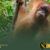 Sumatra-Orangutan-Local-Guide-Blog-2