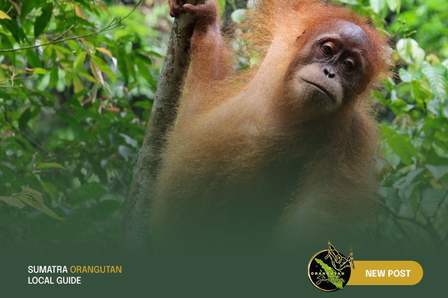 Sumatra-Orangutan-Local-Guide-Blog-2