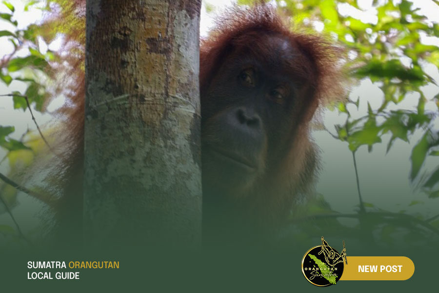 Sumatra-Orangutan-Local-Guide-Blog-3