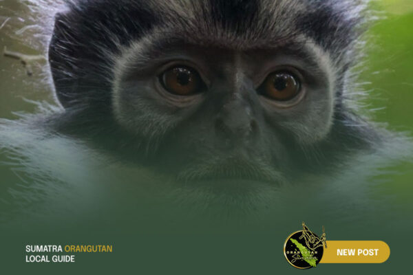 Sumatra-Orangutan-Local-Guide-Blog-4