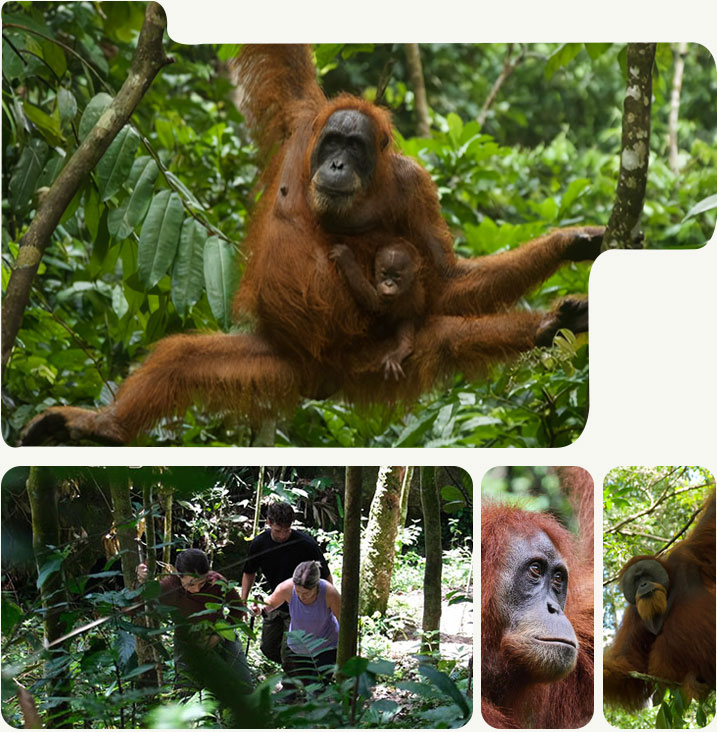 Sumatra-Orangutan-Local-Guide-Profil