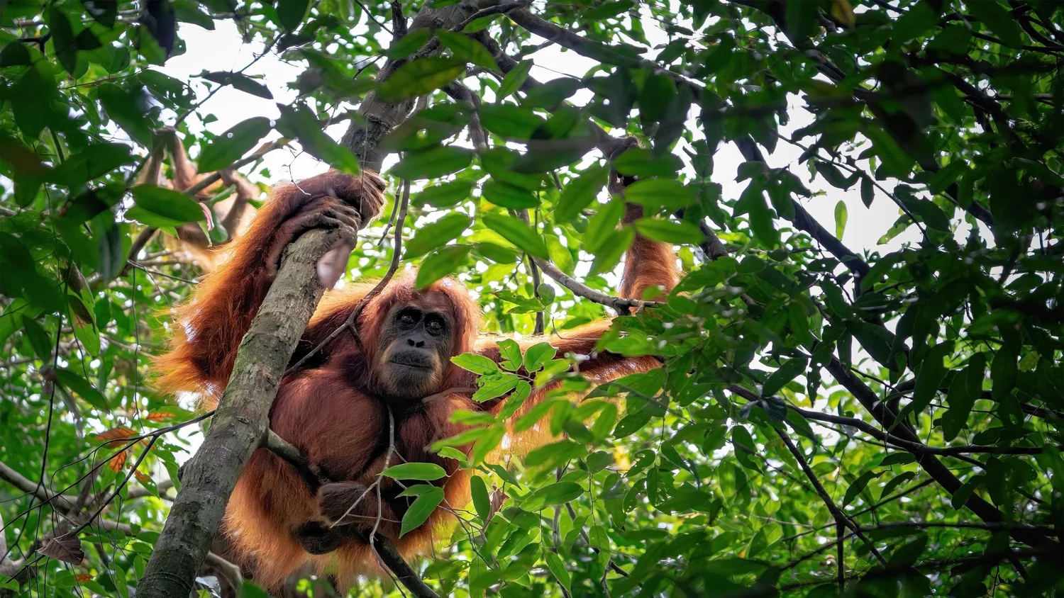 sumatera orang utan
